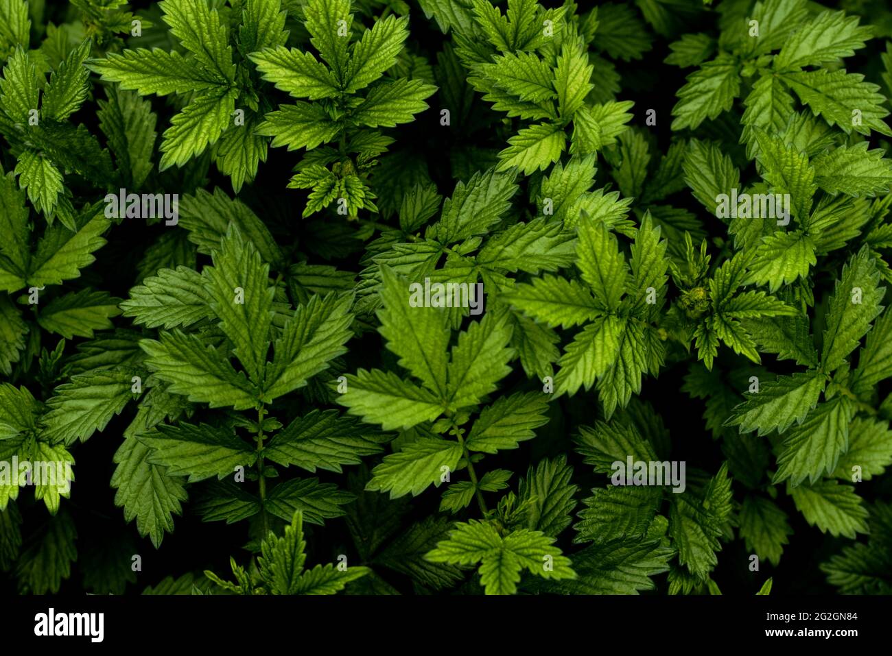 Green leaves of Agrimonia Eupatoria - background Stock Photo