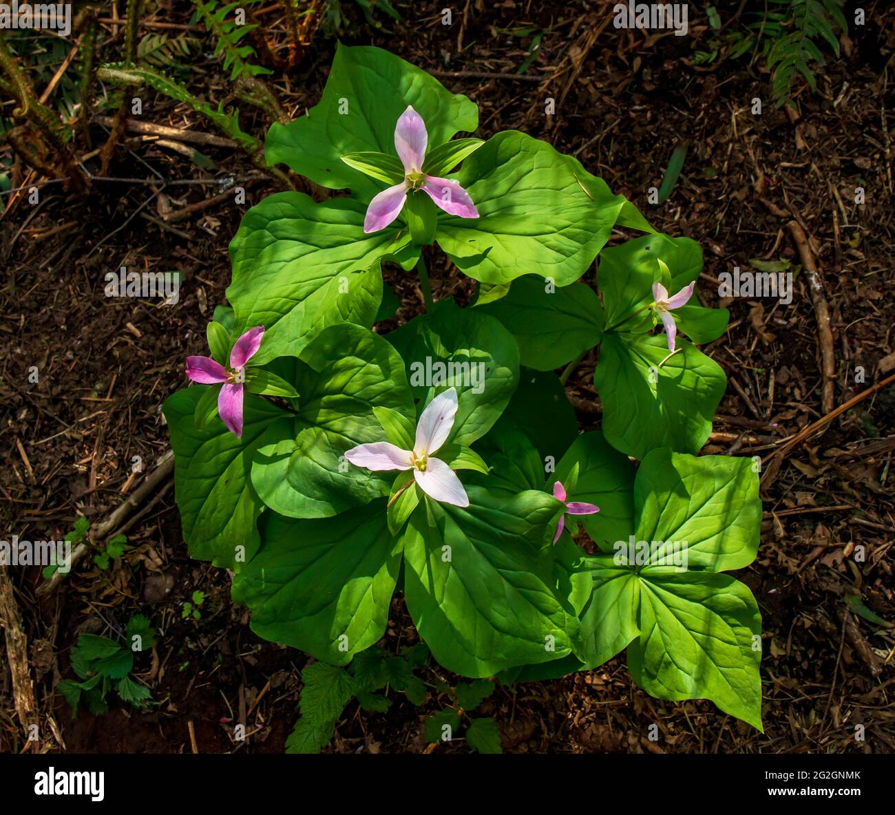 Trillium (Trillium ovatum), a wildflower that grows in southern British Columbia and island's temperate rain forests, in shady, moist locations. Stock Photo