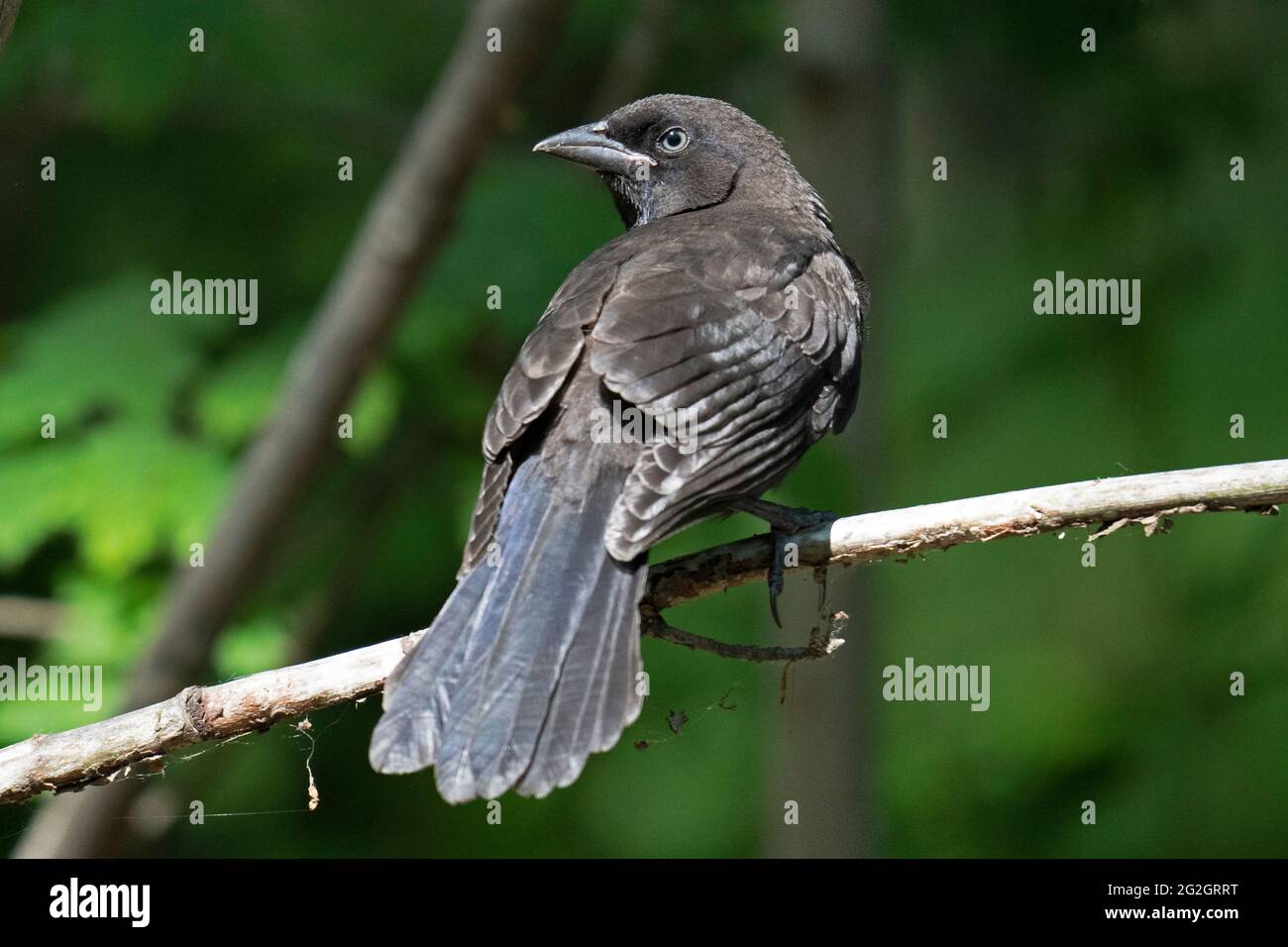 Juvenile Common Grackle (Quiscalus Quiscula), Young Immature Bird Stock Photo
