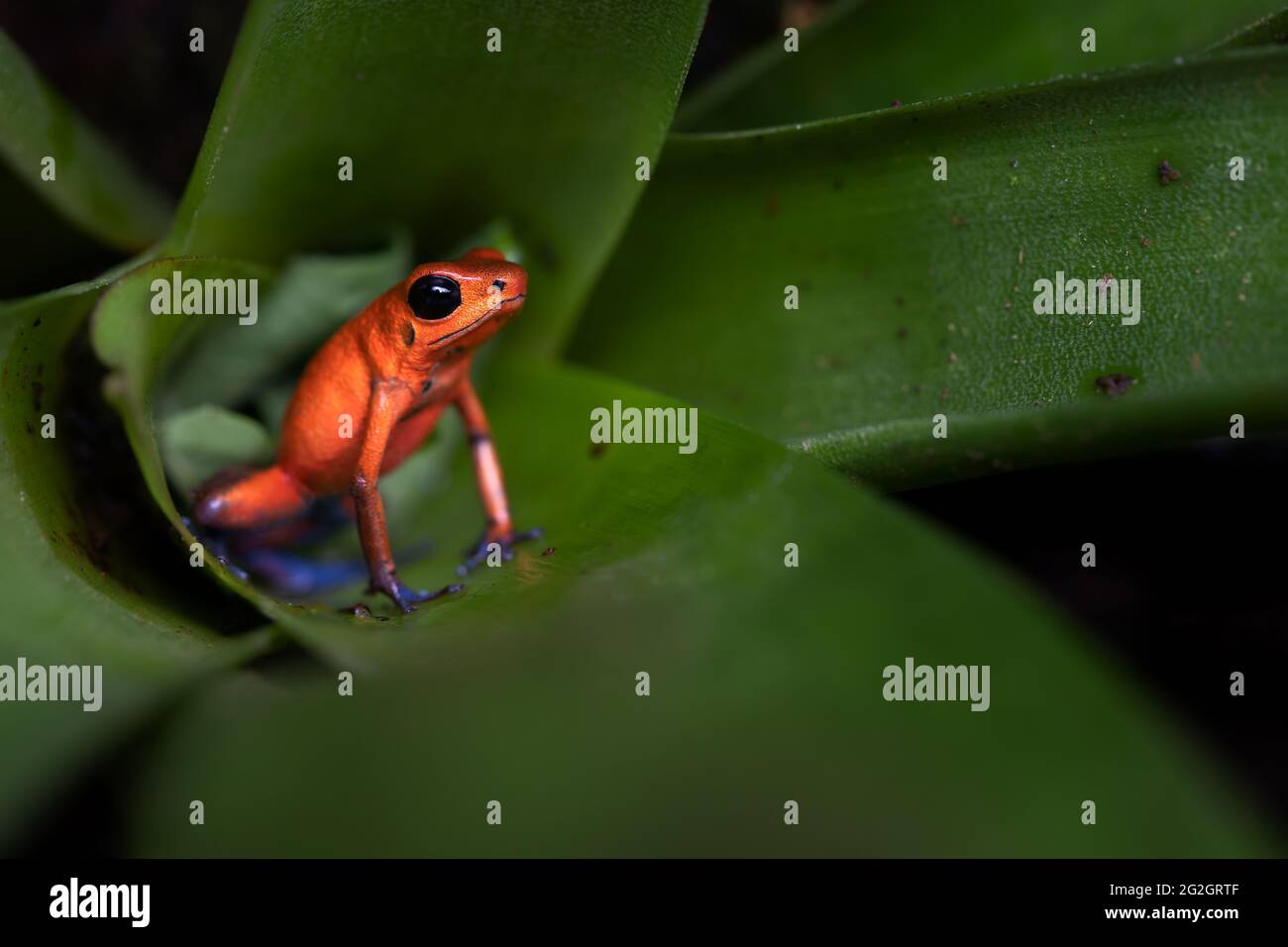 Poison dart frog in Costa Rica. Stock Photo