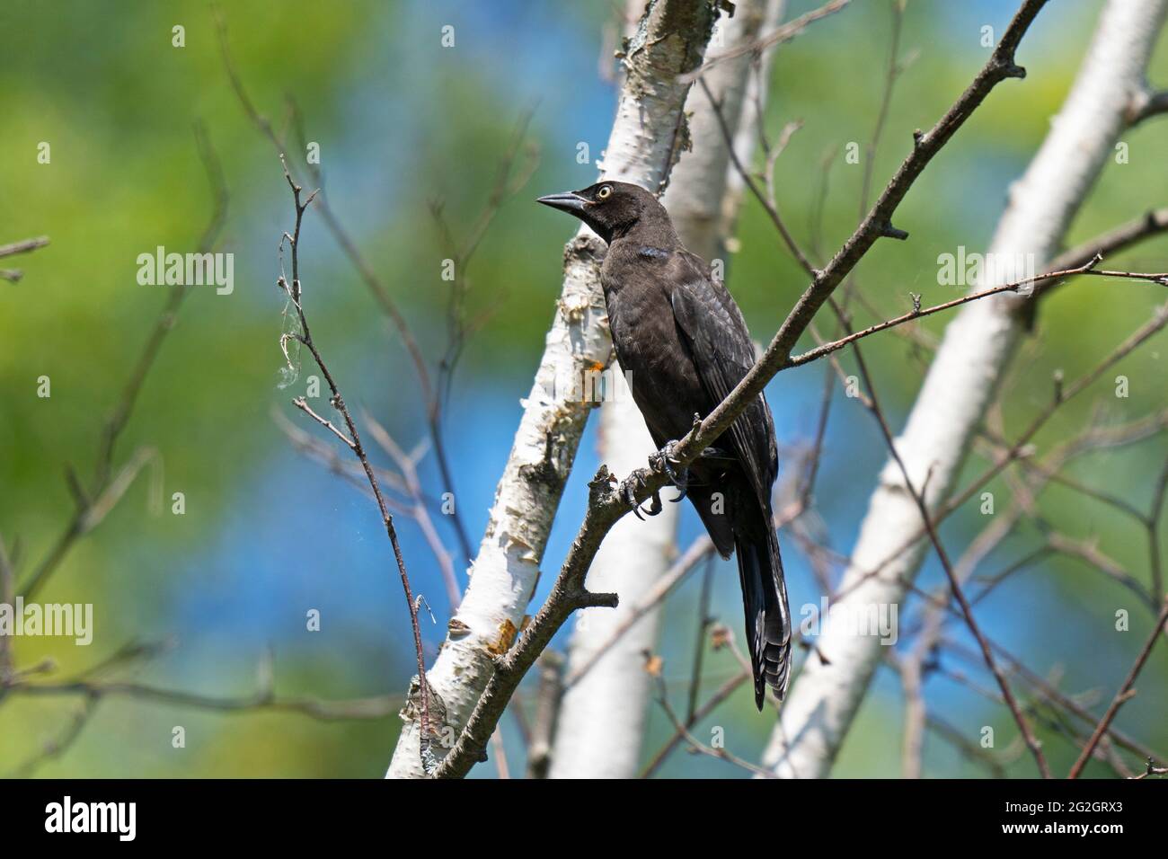 Juvenile Common Grackle (Quiscalus Quiscula), Young Immature Bird Stock Photo