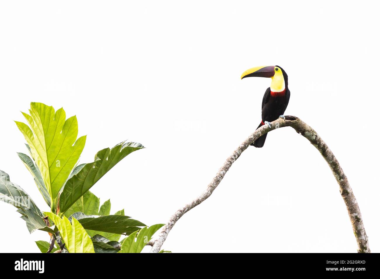 Toucan in the tropics of Costa Rica. Stock Photo