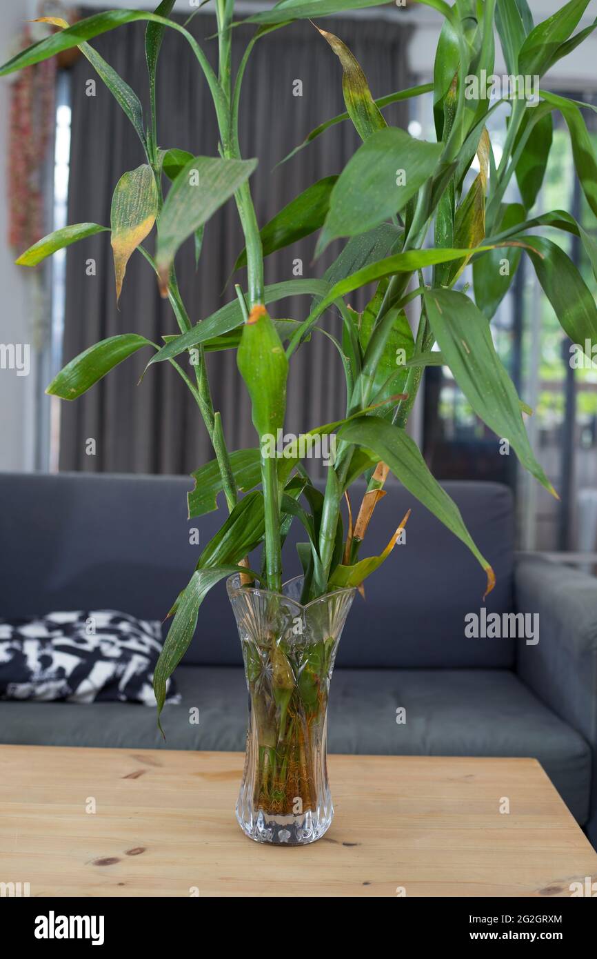 Vertical shot of lucky bamboo plants in a glass vase Stock Photo - Alamy
