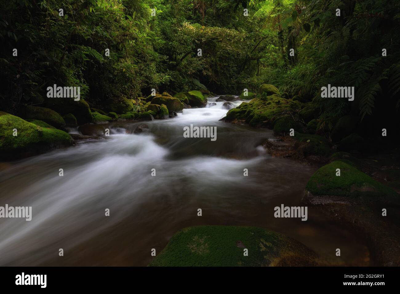 Stream in the tropical forest of Costa Rica. Stock Photo