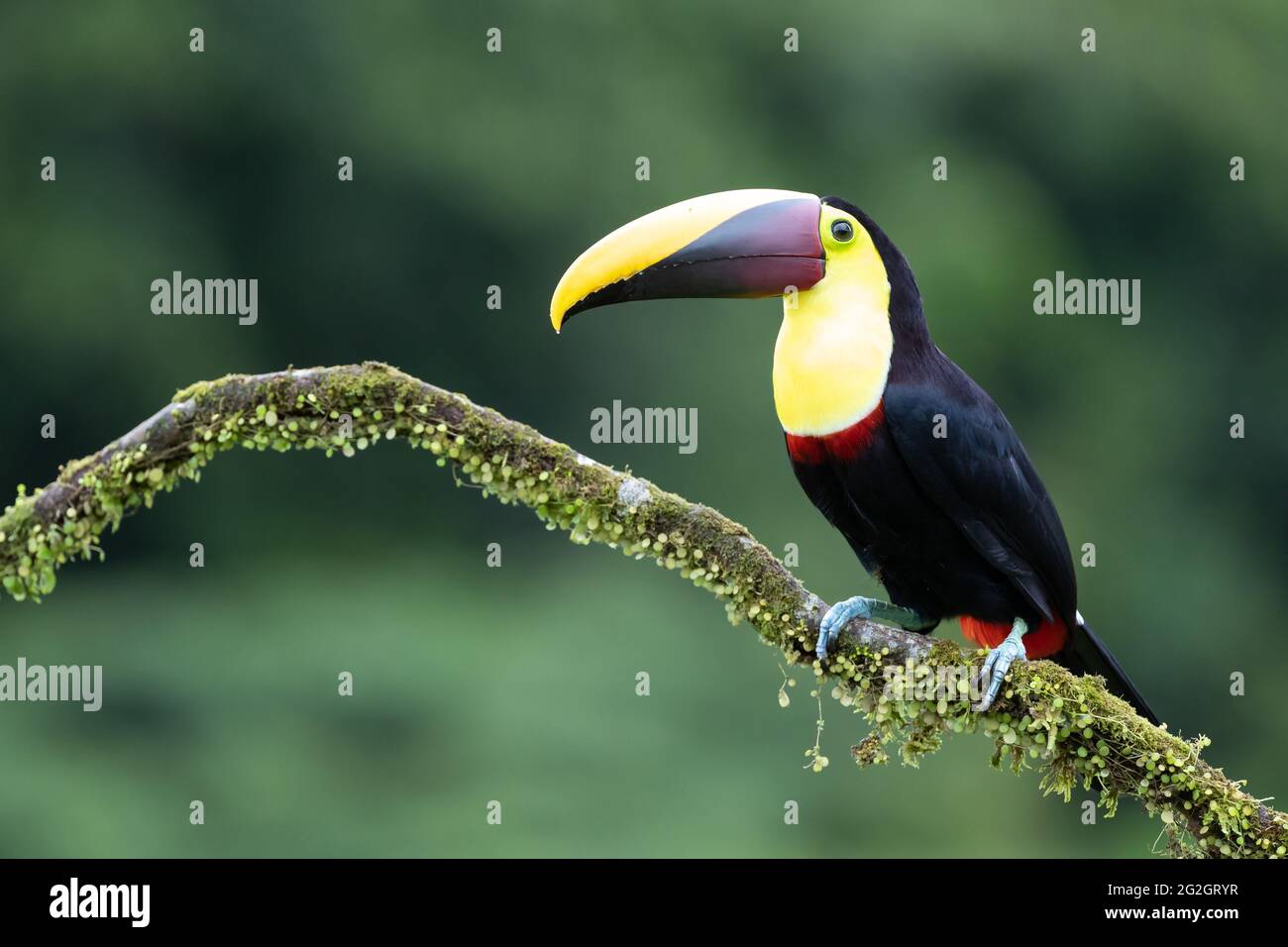 Toucan in the tropics of Costa Rica. Stock Photo