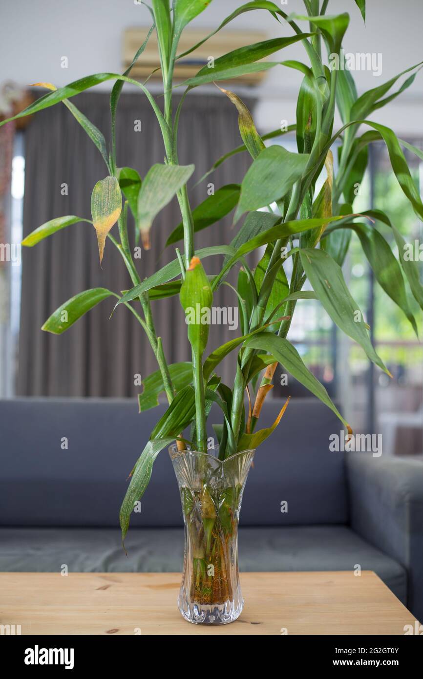 Bamboo Plants In Water Vases