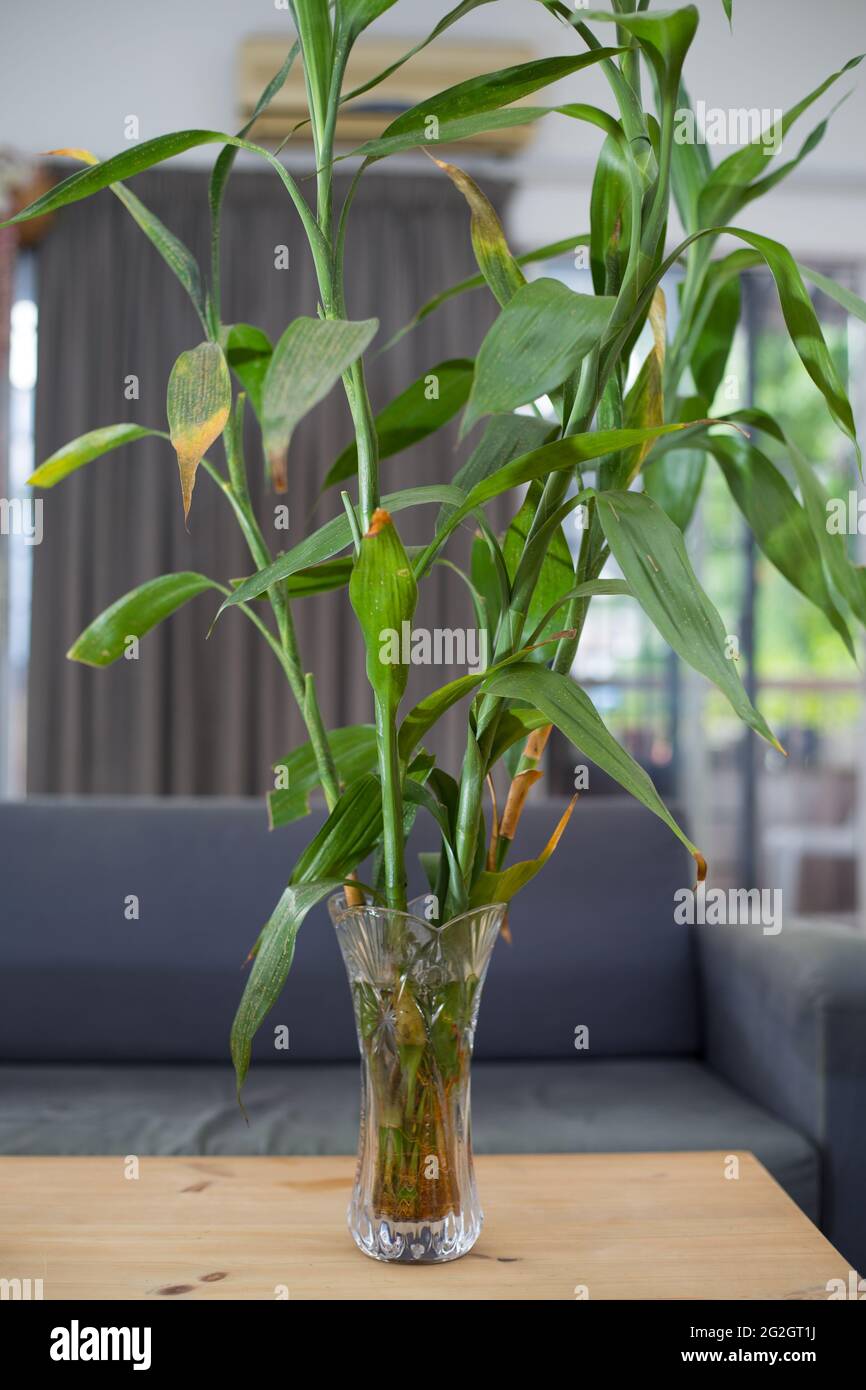 Lucky Bamboo Stalks in 'round Glass Vase' River Rock Lucky Green Inc 