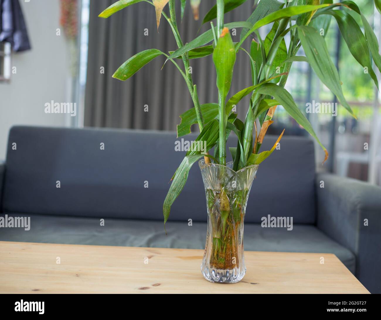 Closeup shot of lucky bamboo plants roots in a glass vase Stock Photo -  Alamy