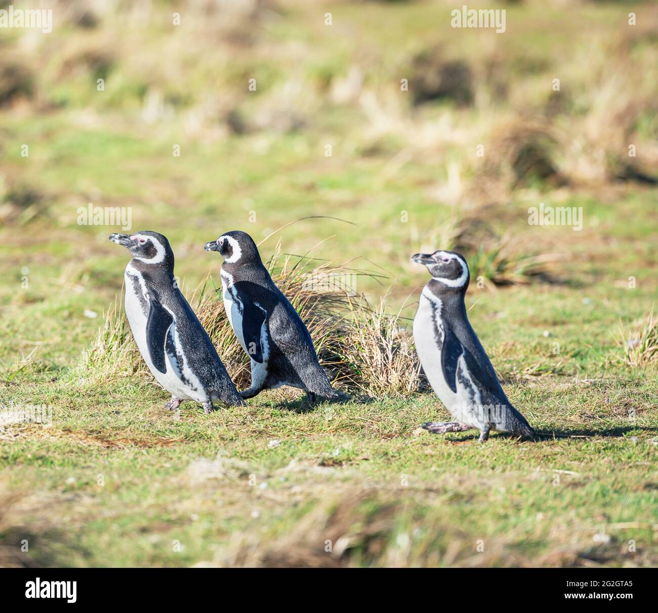 Magellanic penguins (Spheniscus magellanicus) walking, Sea Lion Island, Falkland Islands, South America Stock Photo
