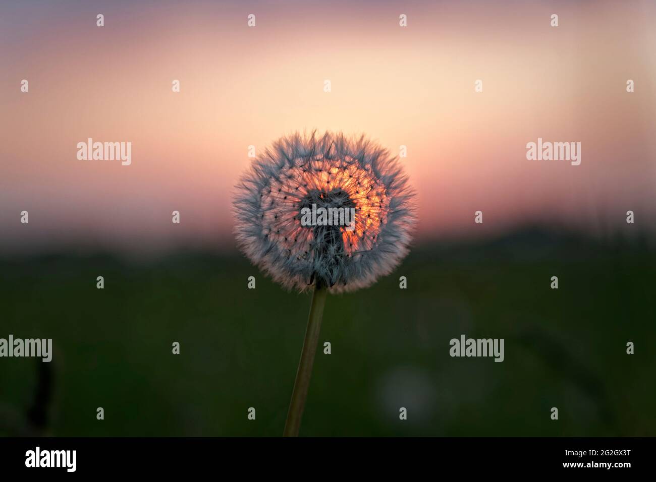 Dandelion, dandelion - in the sunset Stock Photo