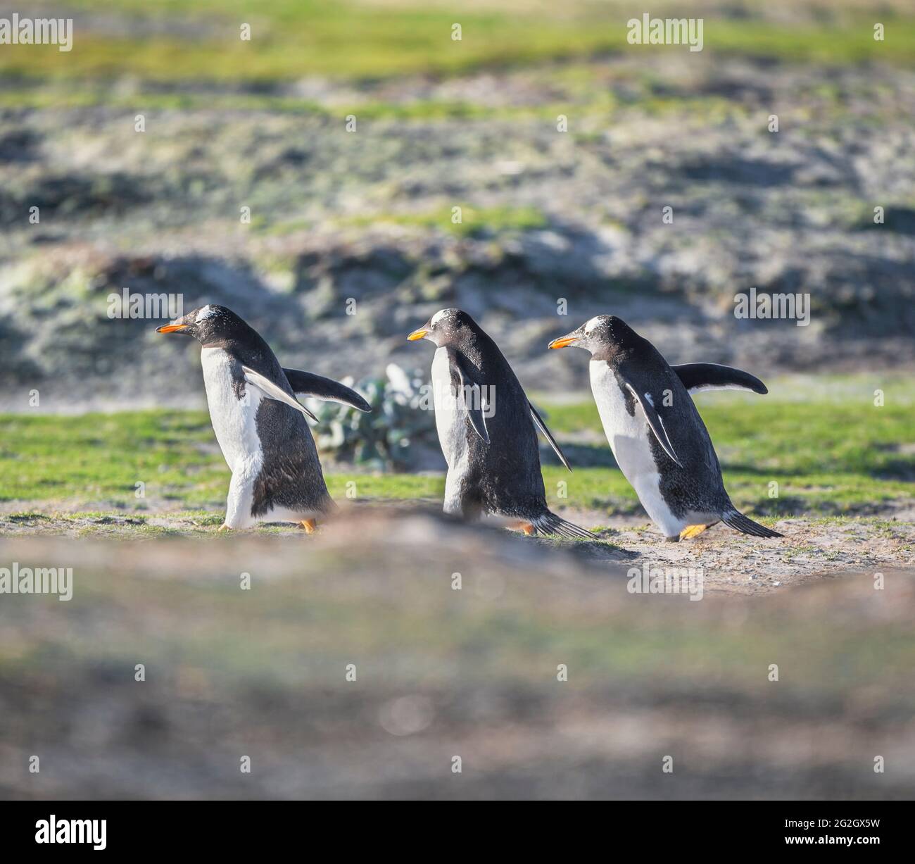 Gentoo Penguins (Pygocelis papua) walking, Sea Lion Island, Falkland Islands, South America Stock Photo