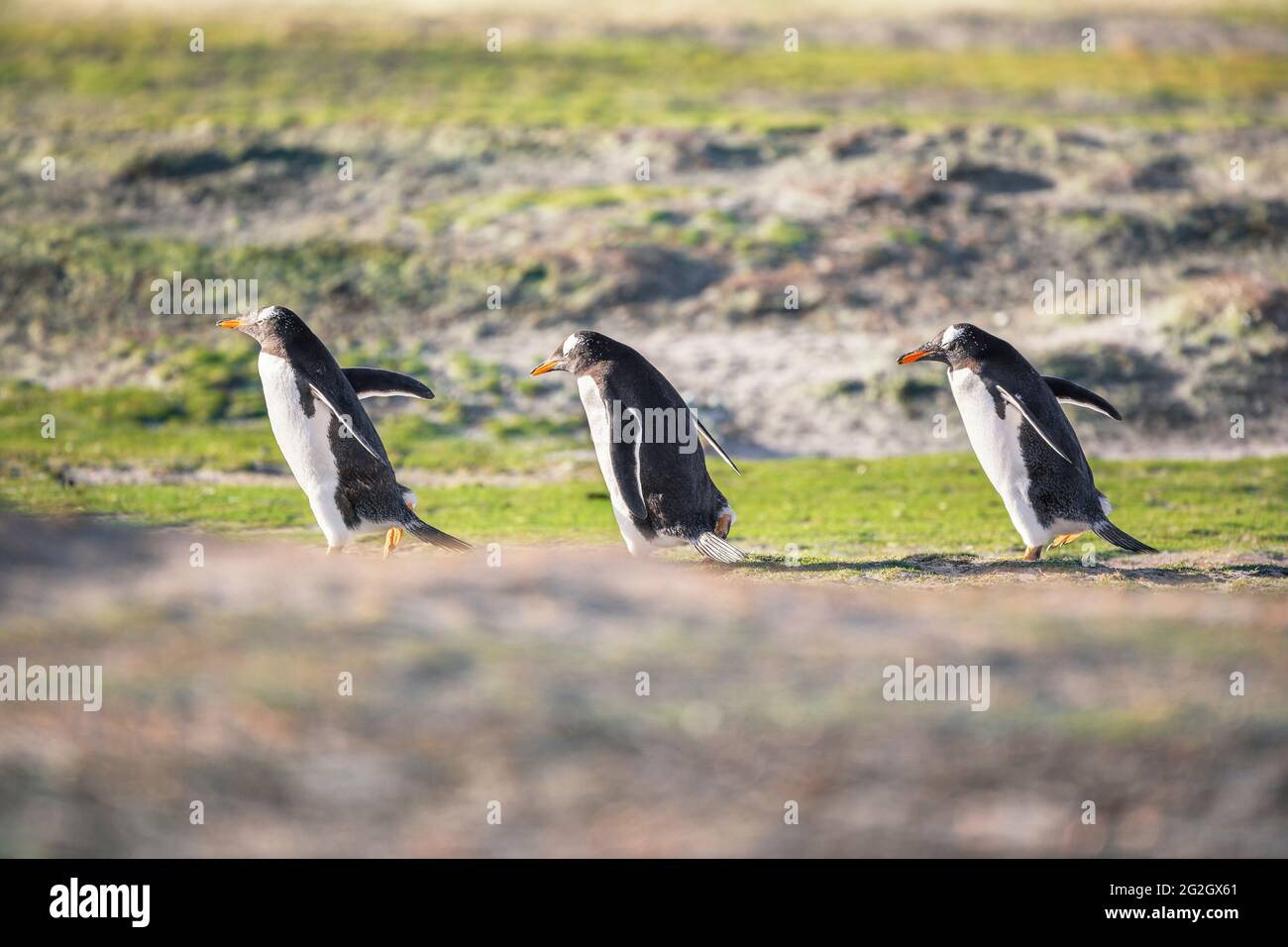 Gentoo Penguins (Pygocelis papua) walking, Sea Lion Island, Falkland Islands, South America Stock Photo