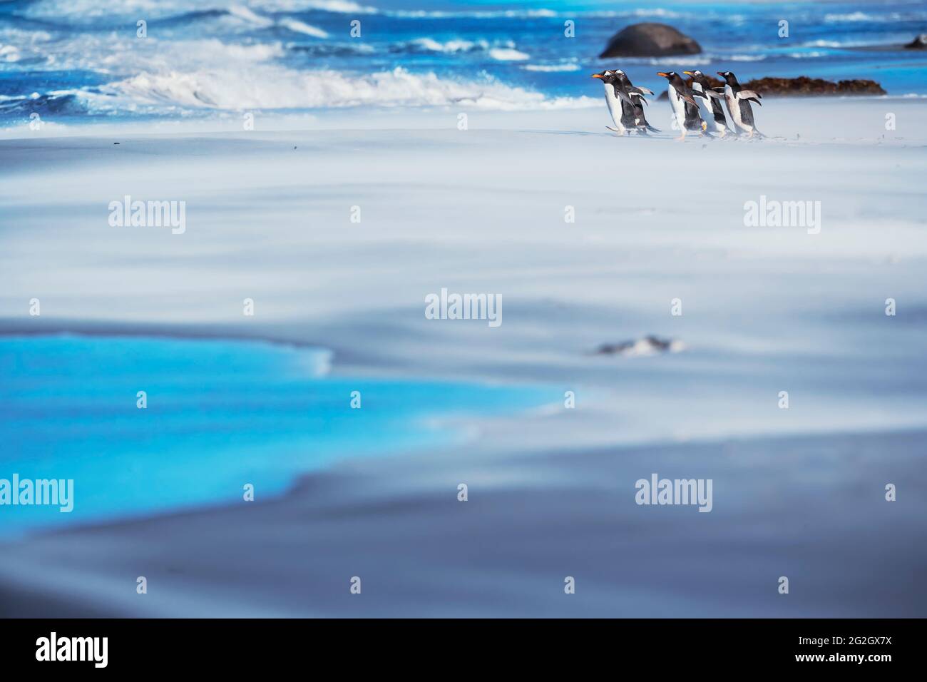 Gentoo Penguins (Pygocelis papua) walking on the beach, Sea Lion Island, Falkland Islands, South America Stock Photo