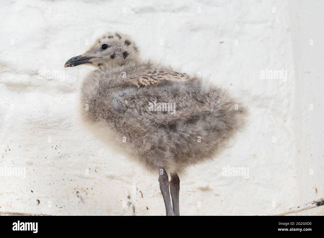 Baby Seagull High Resolution Stock Photography And Images Alamy