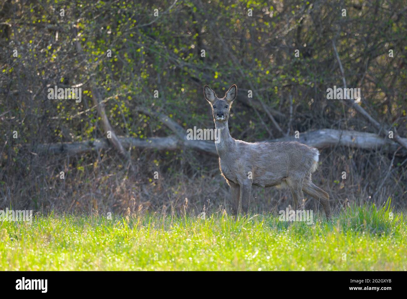 Roe deer (Capreolus capreolus) in a meadow, spring, March, Hesse, Germany Stock Photo