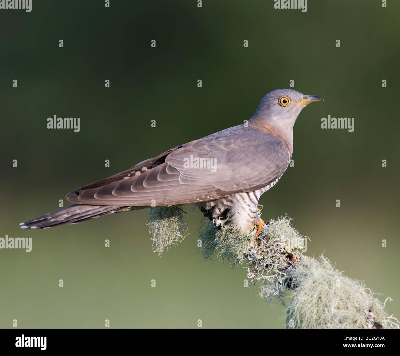 Female Common Cuckoo (Cuculus canorus) sat on a perch in good morning light. Stock Photo