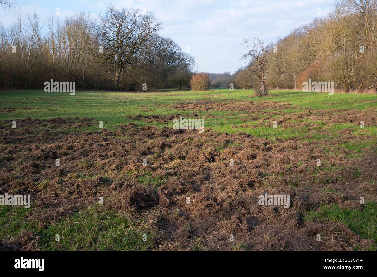 Game damage by wild boar in a meadow, March, Hesse, Germany Stock Photo