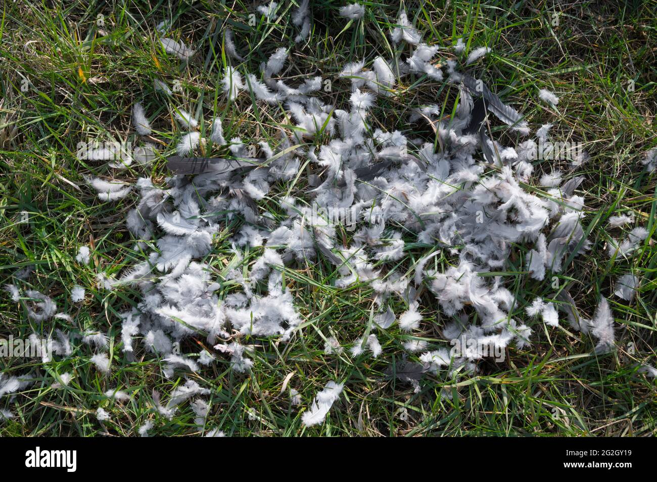 Plucking a wood pigeon by a bird of prey, spring, Hesse, Germany Stock Photo