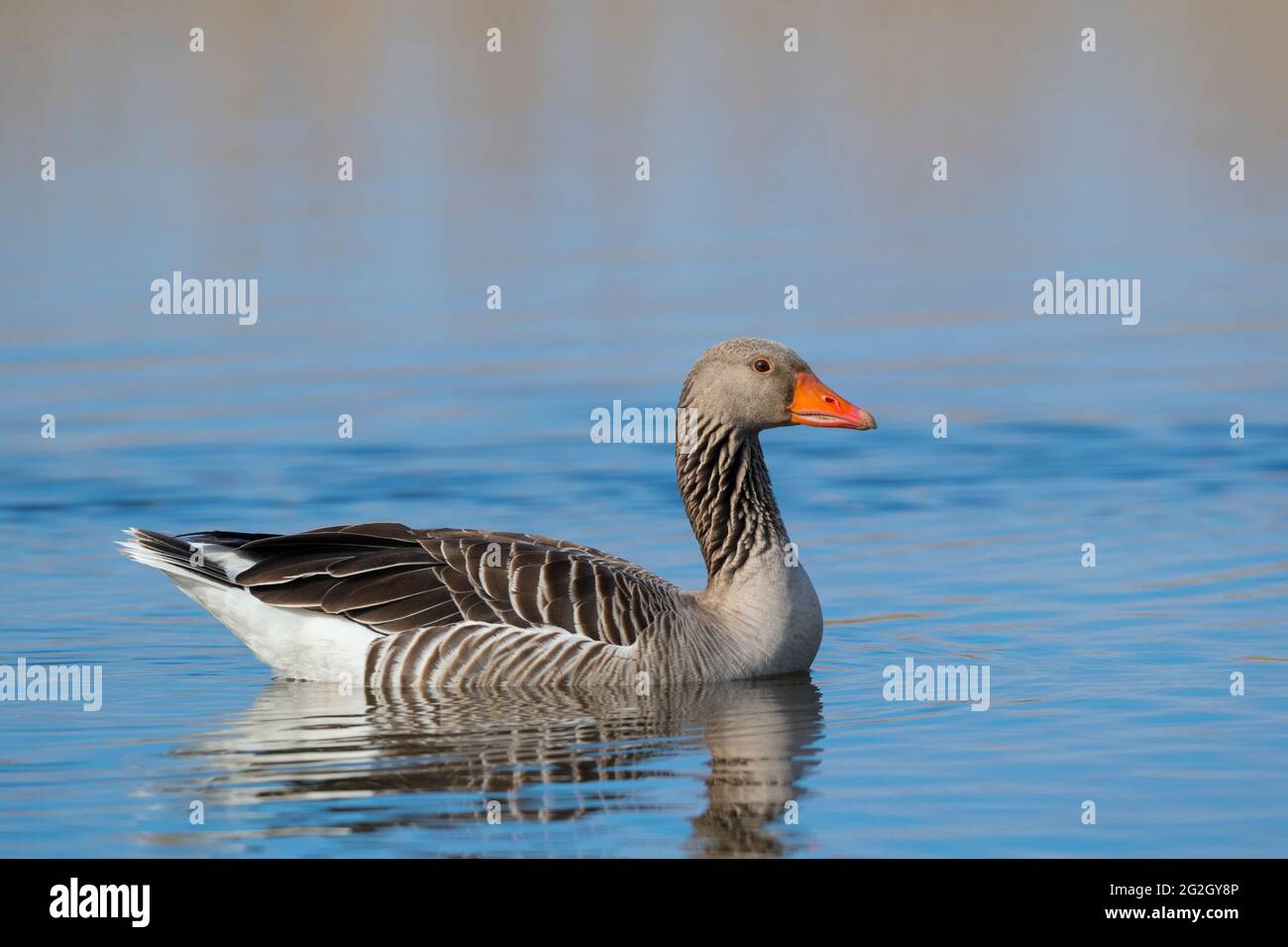Greylag goose (Anser anser) swims on a pond, spring, Hesse, Germany Stock Photo