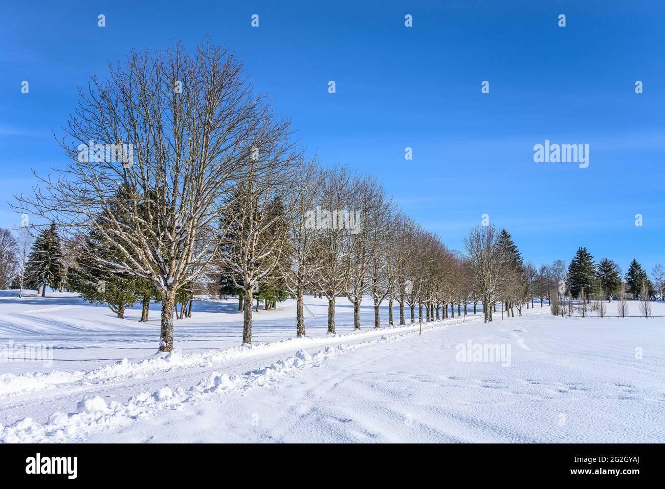 Germany, Bavaria, Upper Bavaria, Munich district, Straßlach-Dingharting, Munich Golf Club, golf course in winter Stock Photo