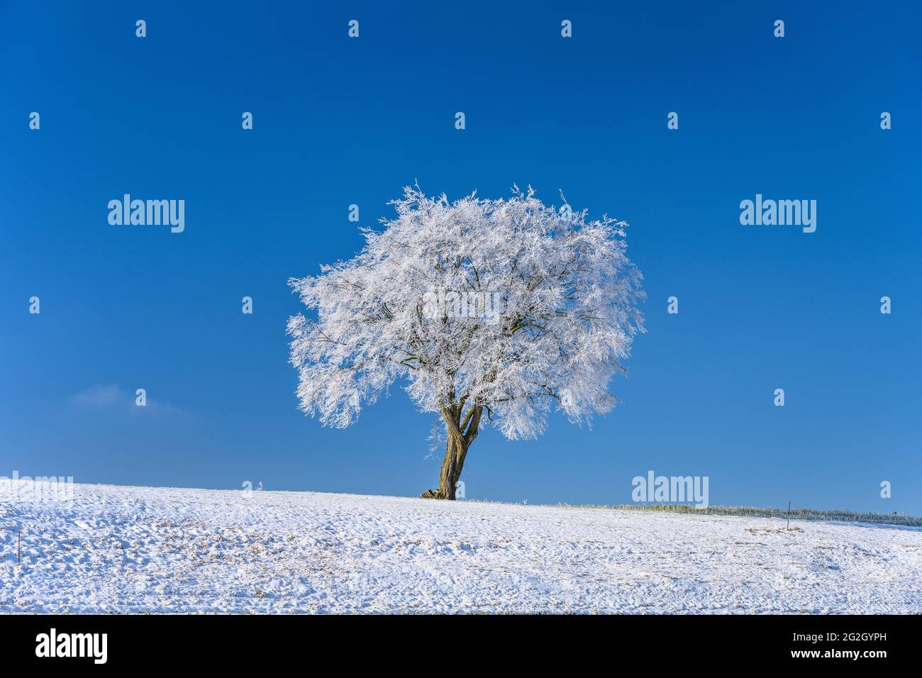 Germany, Bavaria, Upper Bavaria, Ebersberg district, Markt Glonn, district Frauenreuth, winter landscape Stock Photo