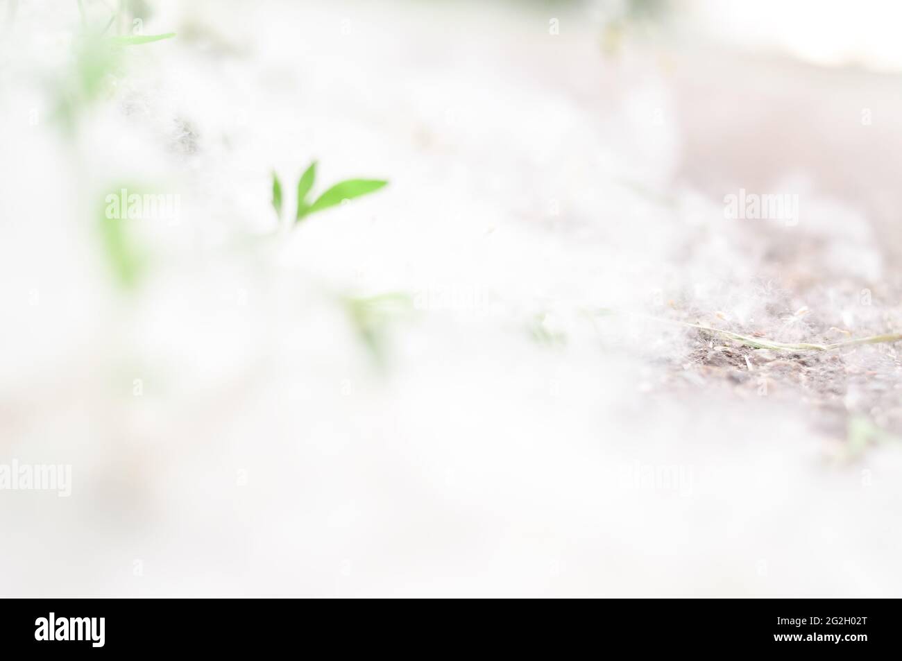 Poplar fluff in July on the way blurred background  Stock Photo