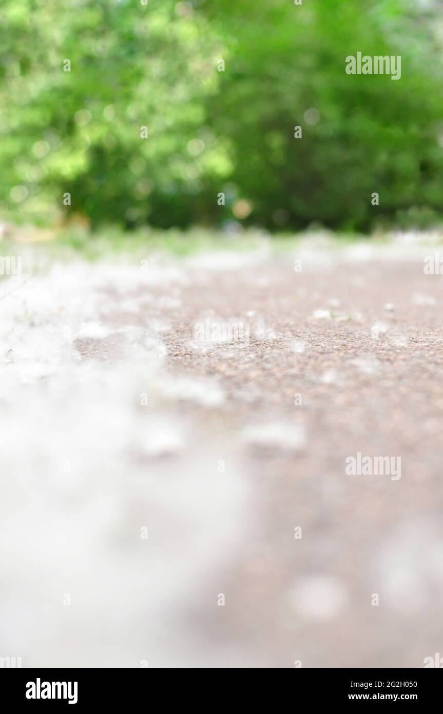 Poplar fluff in July on the way blurred background  Stock Photo