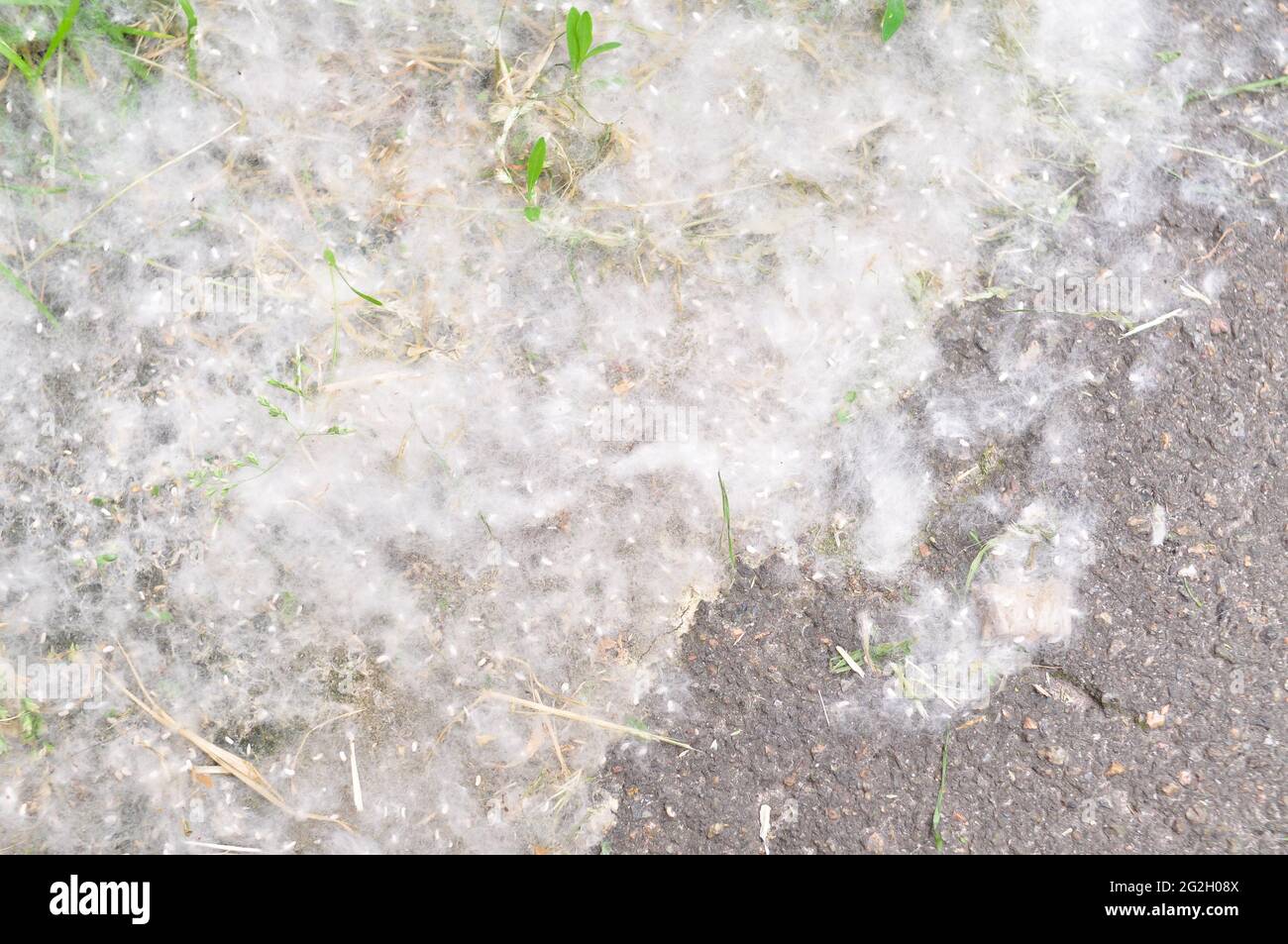 Poplar Fluff White Cotton Stock Photo, Picture and Royalty Free