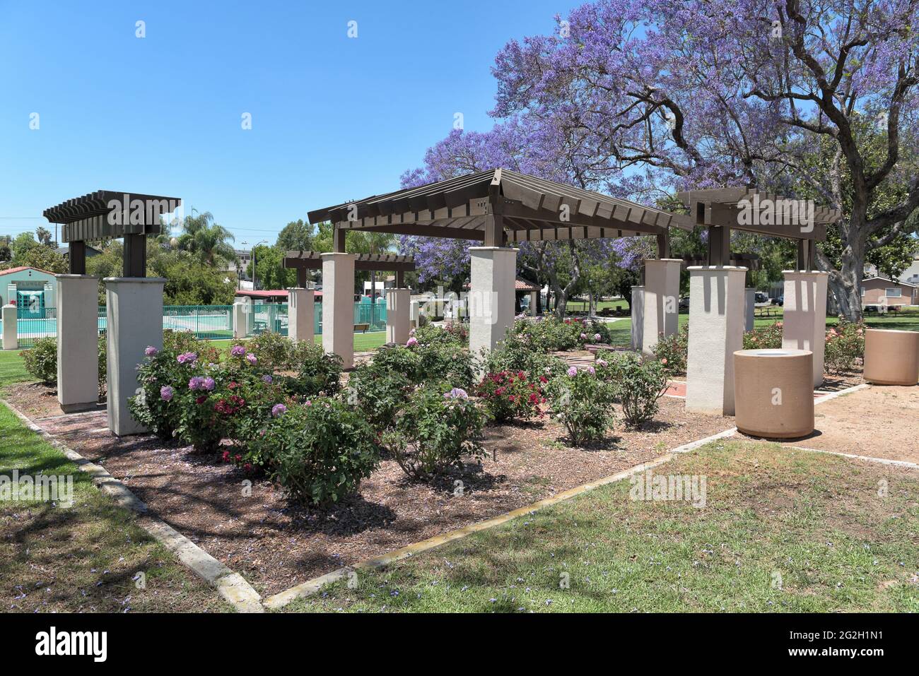 BREA, CALIFORNIA - 9 JUN 2021: The Rose Garden with the Plunge in the background in City Hall Park. Stock Photo