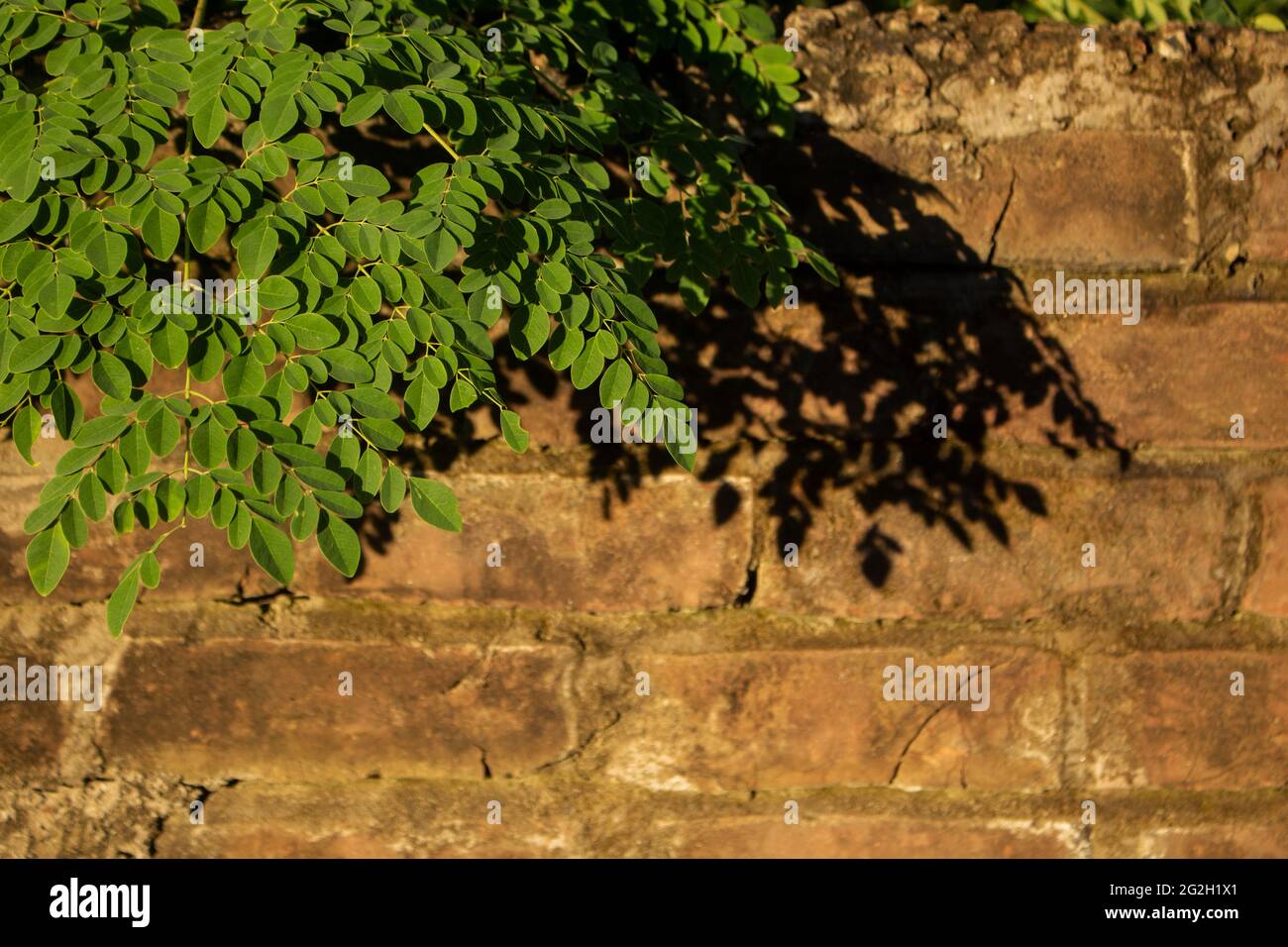 Fresh Green Moringa leaves. The old brick walls are covered with green leaves. It can be a beautiful background. Stock Photo