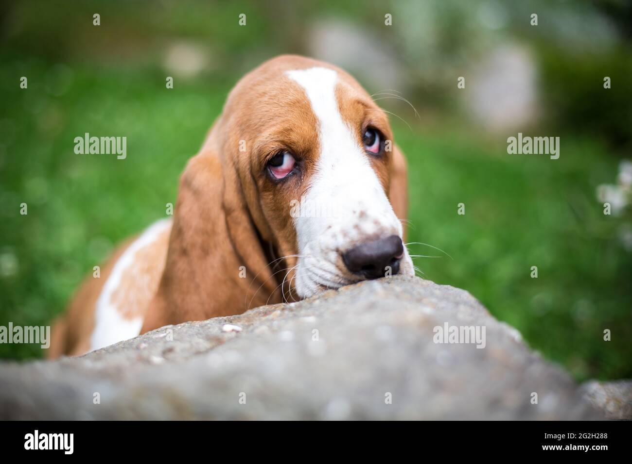 Basset Hound puppy Stock Photo Alamy