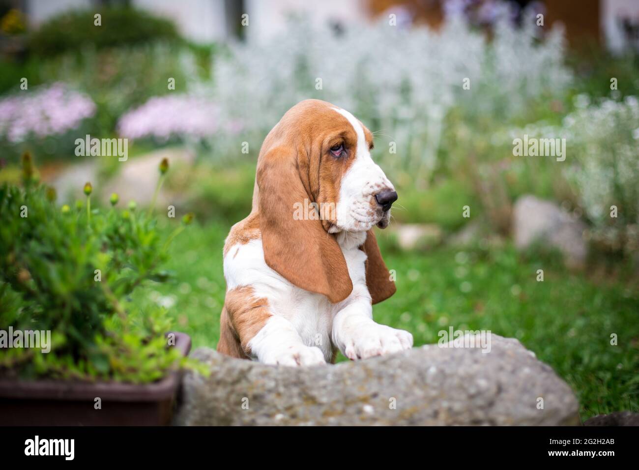 Basset Hound puppy Stock Photo Alamy
