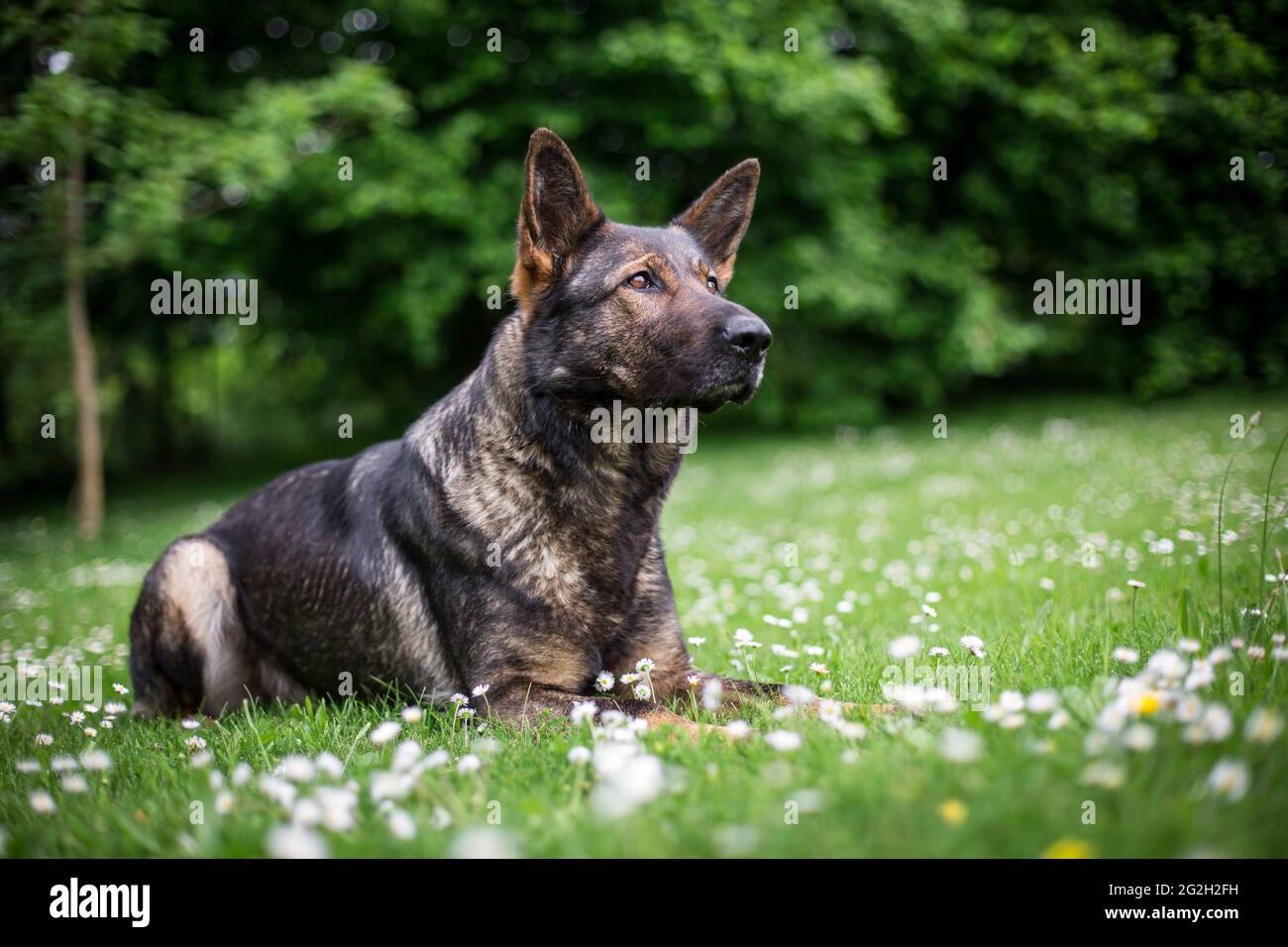 German Shepherd Dog (Alsatian) Stock Photo