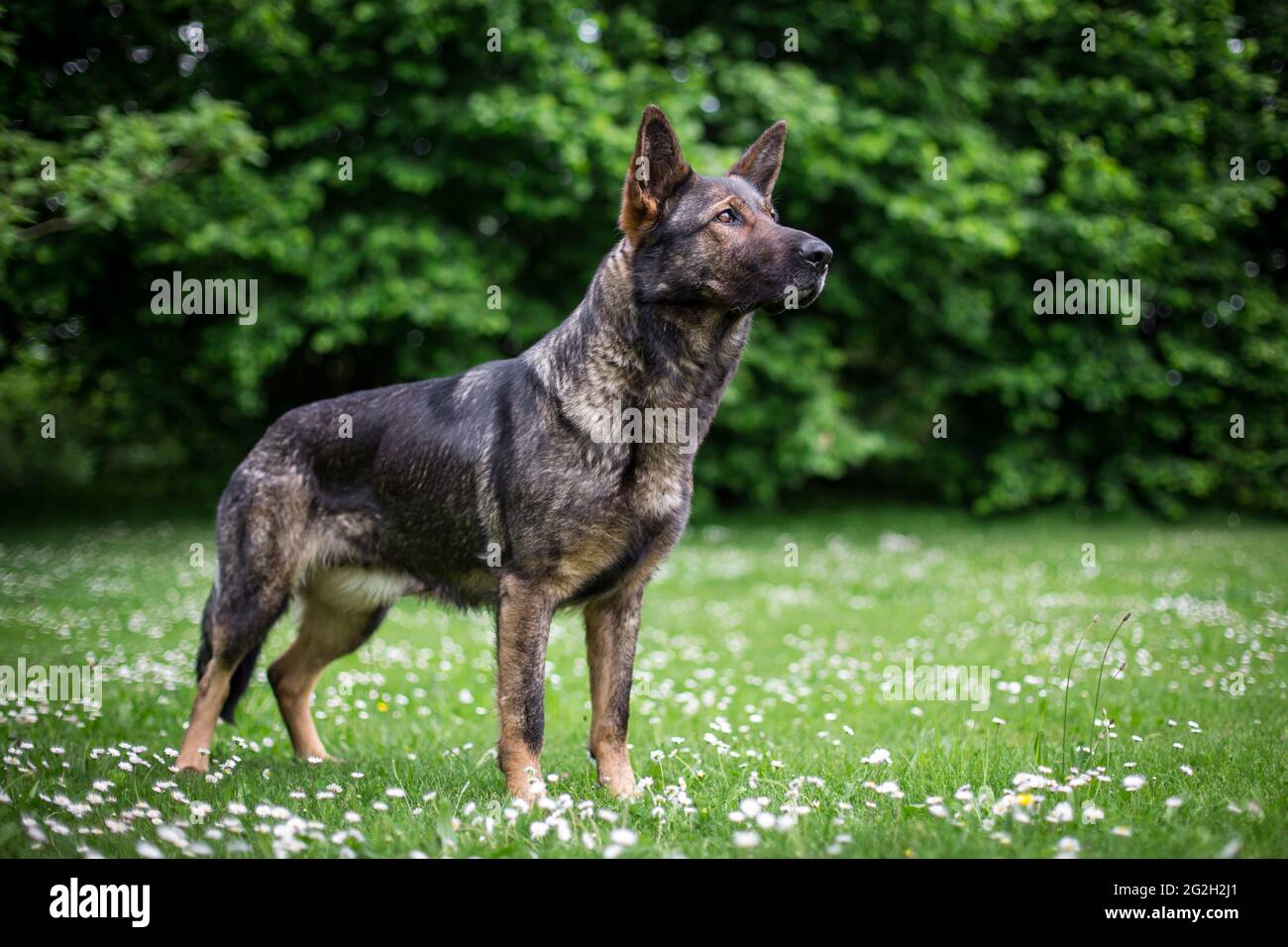 German Shepherd Dog (Alsatian) Stock Photo