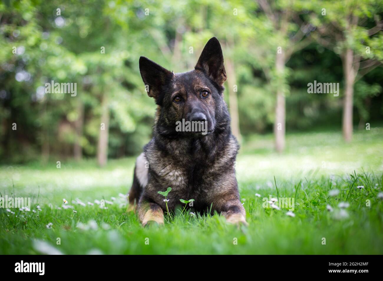 German Shepherd Dog (Alsatian) Stock Photo