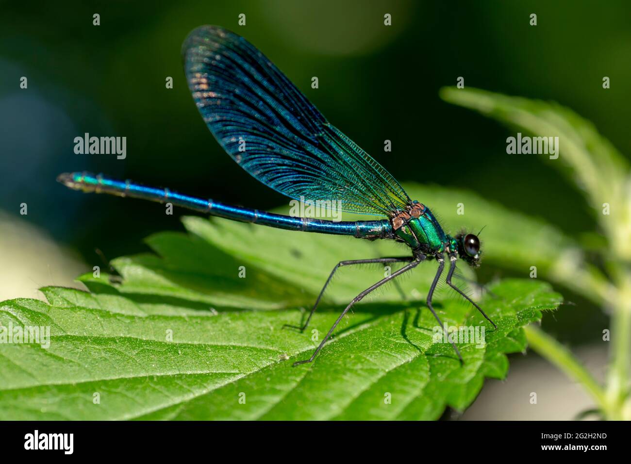 Calopteryx virgo , Beautiful Damselfly , Calopterygidae , Dragonfly resting on the green leaf of Stinging nettle (Urtica dioica). Close up. Selective Stock Photo