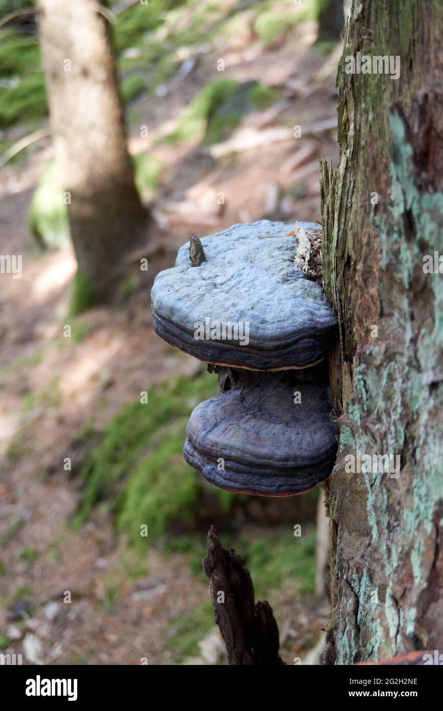 Vertical shot of a Hoof fungus on the tree in the forest Stock Photo ...