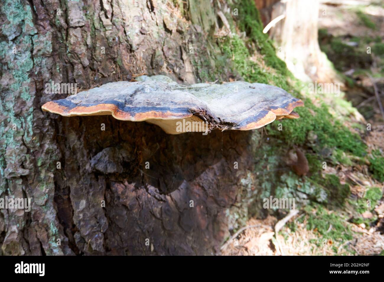 Closeup shot of a Hoof fungus on the tree in the forest Stock Photo - Alamy