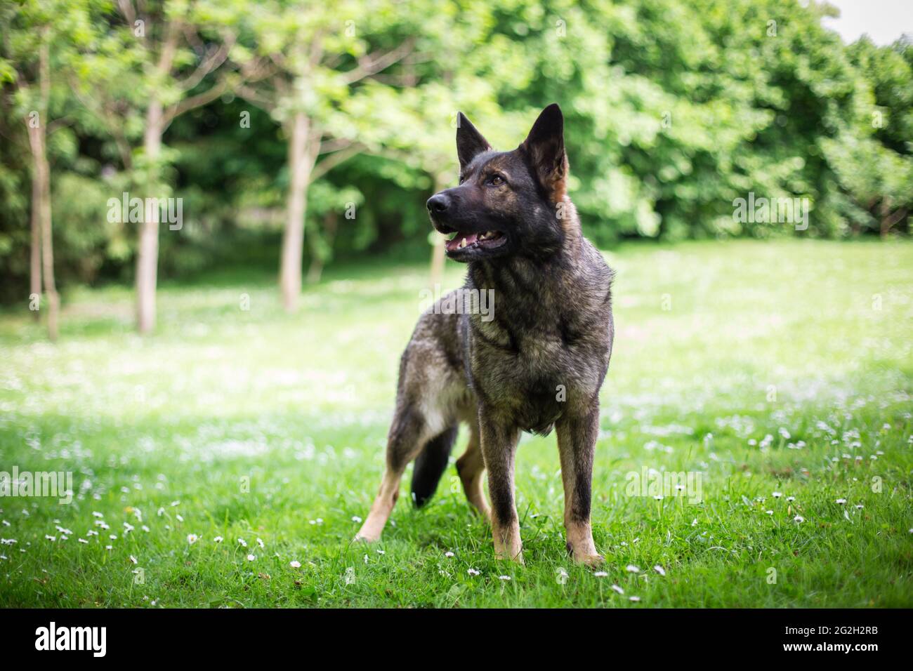 German Shepherd Dog (Alsatian) Stock Photo