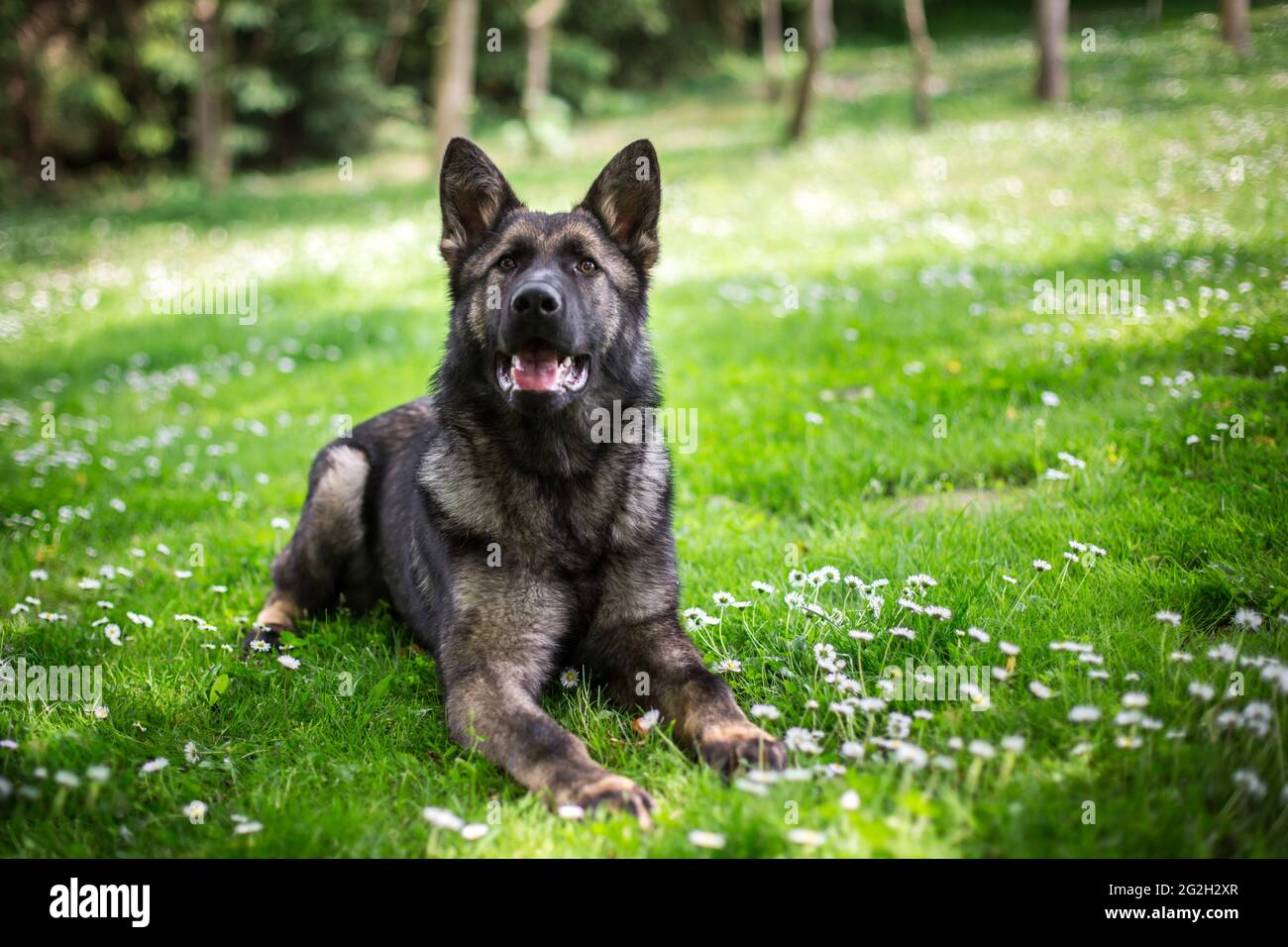 Young German Shepherd Dog (Alsatian) Stock Photo