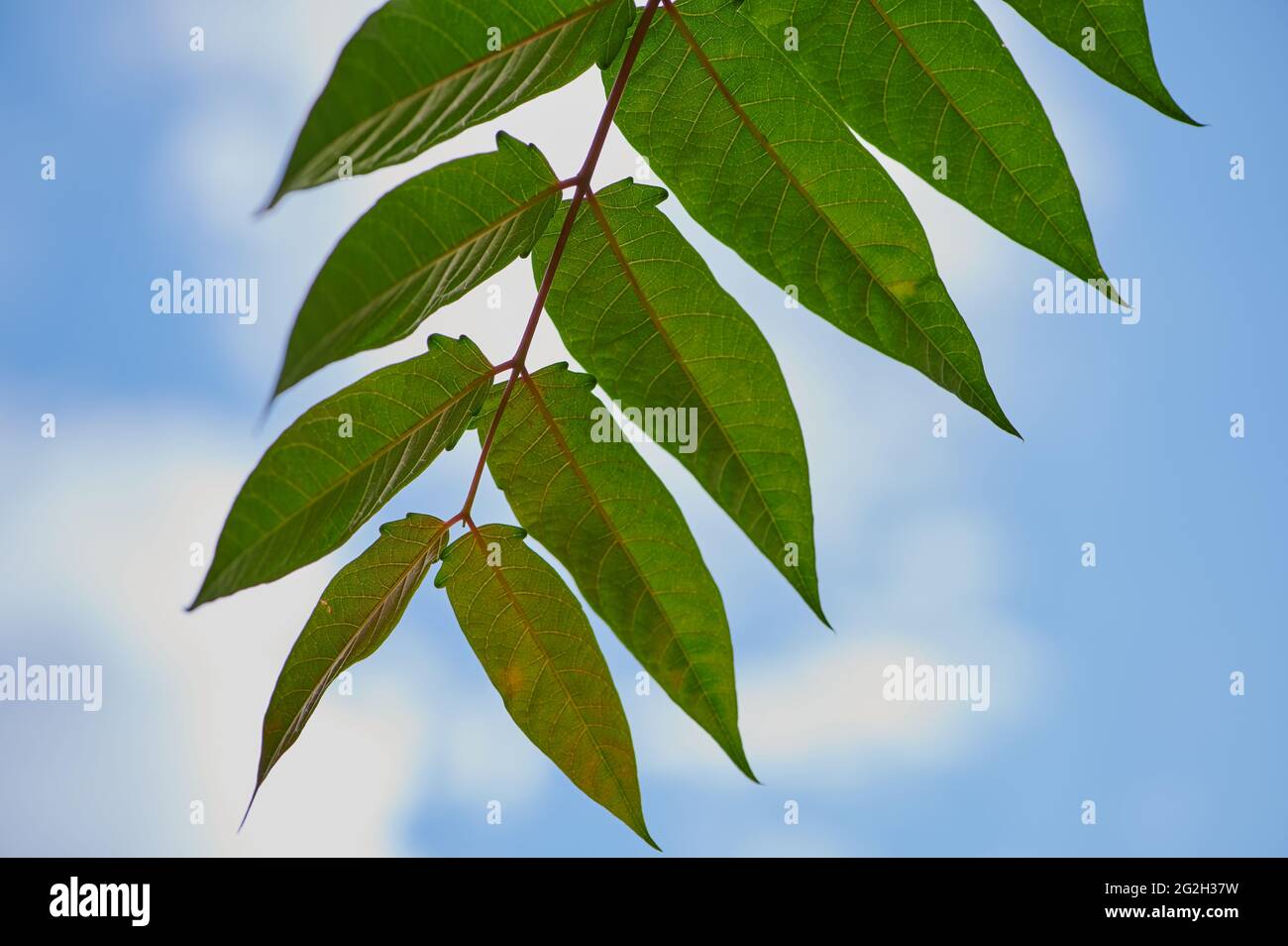 Front of branch hi-res stock photography and images - Alamy