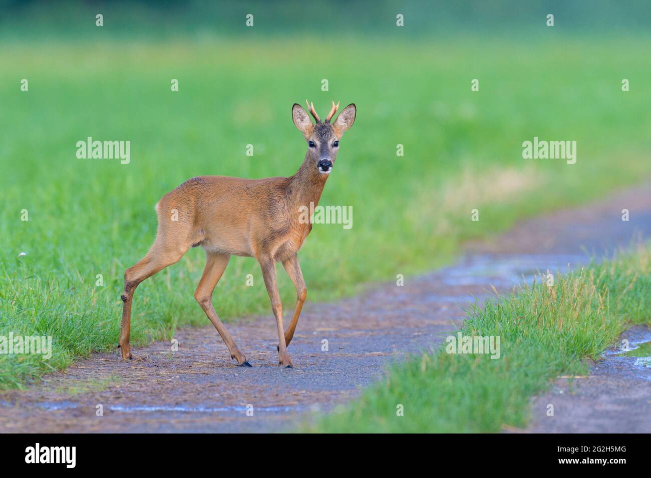 Roebuck (Capreolus capreolus) changes over a dirt road, August, Hesse, Germany Stock Photo