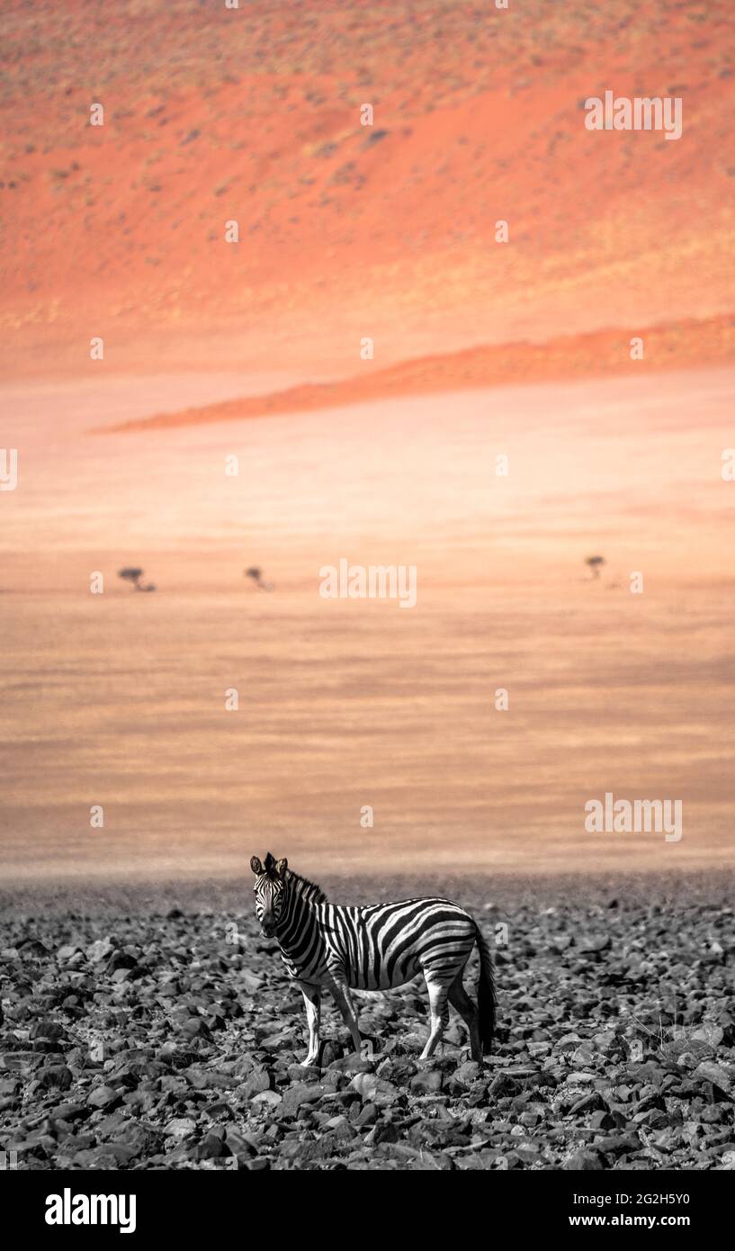 A lonely zebra in the dunes of the namib Stock Photo