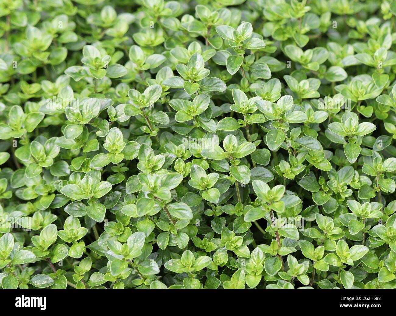 Thyme - culinary herb Stock Photo