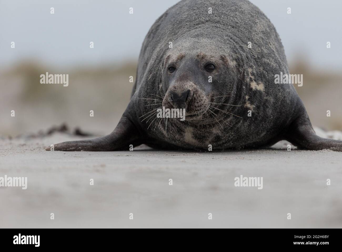 Gray seal on Heligoland. Stock Photo