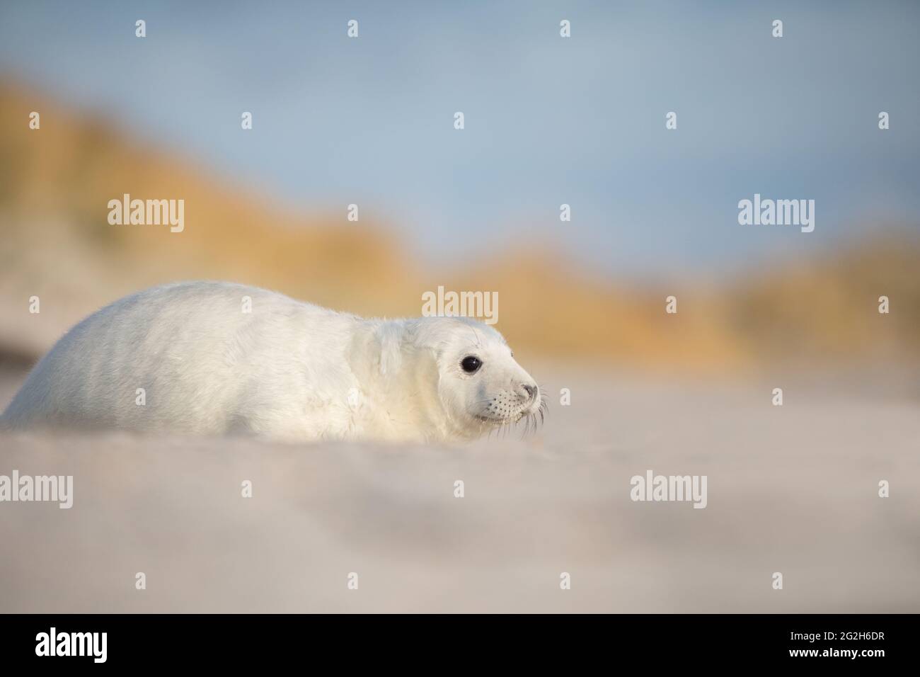 Young gray seal on the offshore island of Heligoland. Stock Photo
