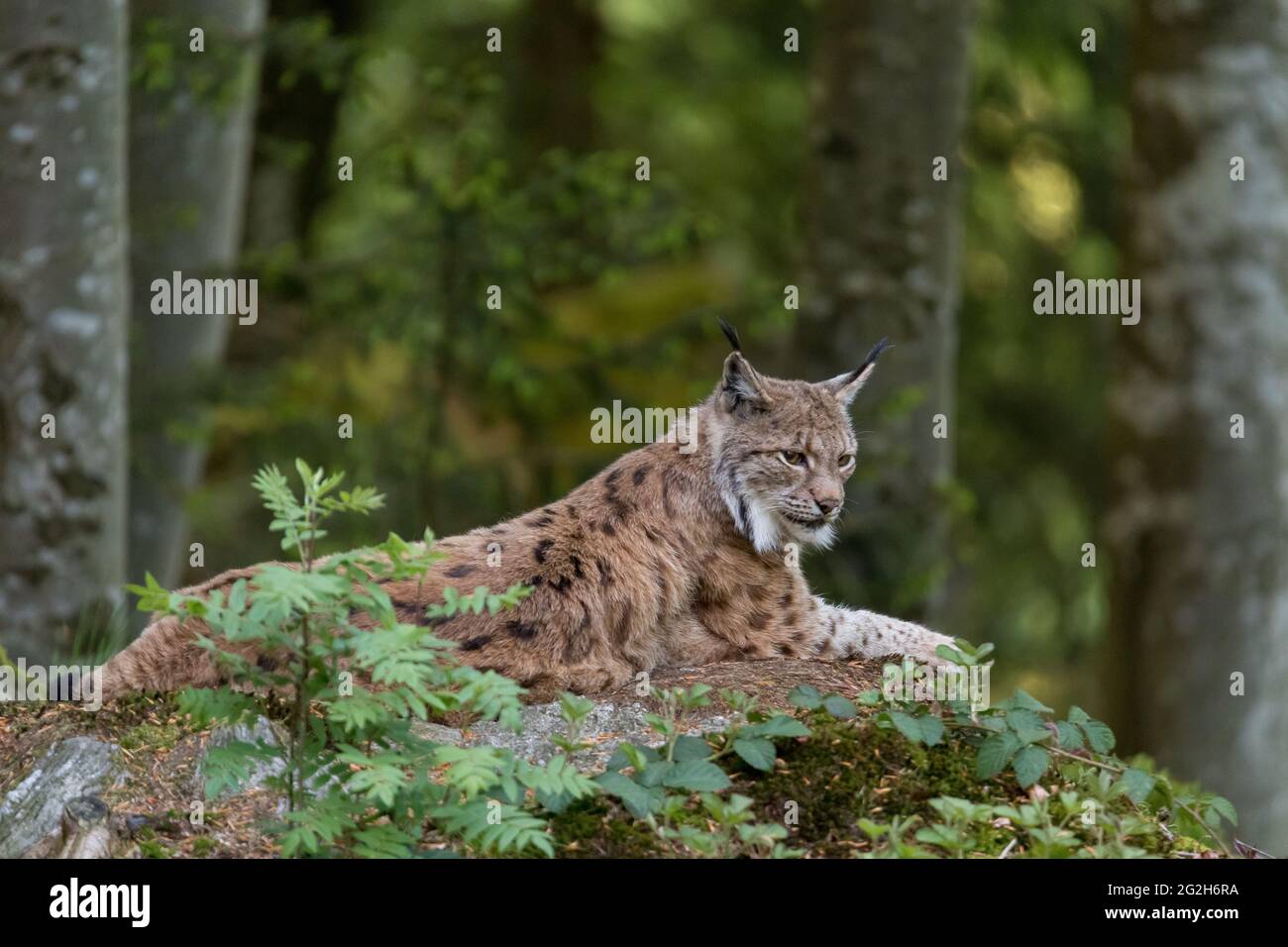 Lynx in the animal free area of the Bavarian Forest National Park. Stock Photo