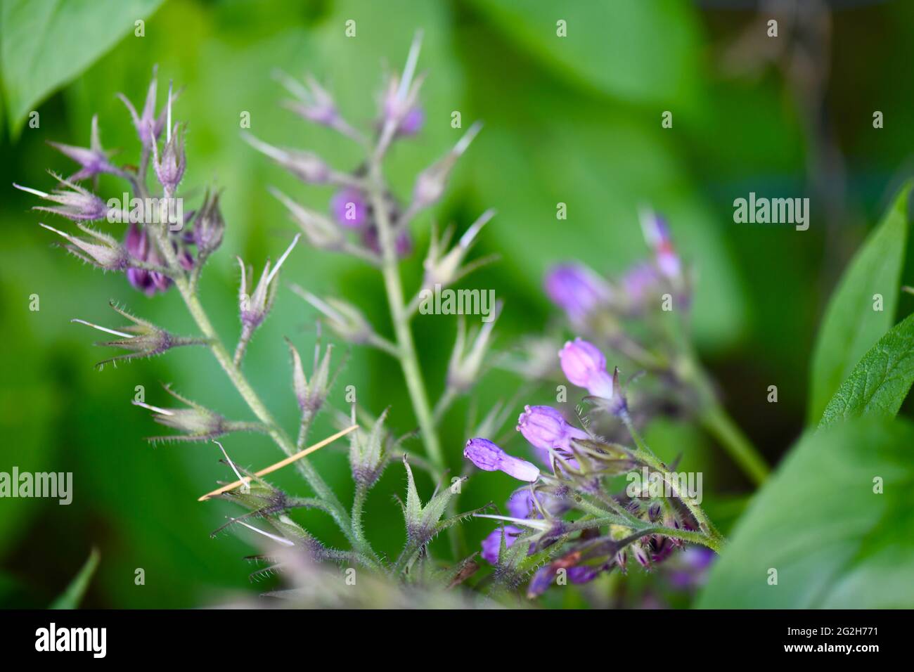 Beinwell mit schönen violetten Blüten Stock Photo