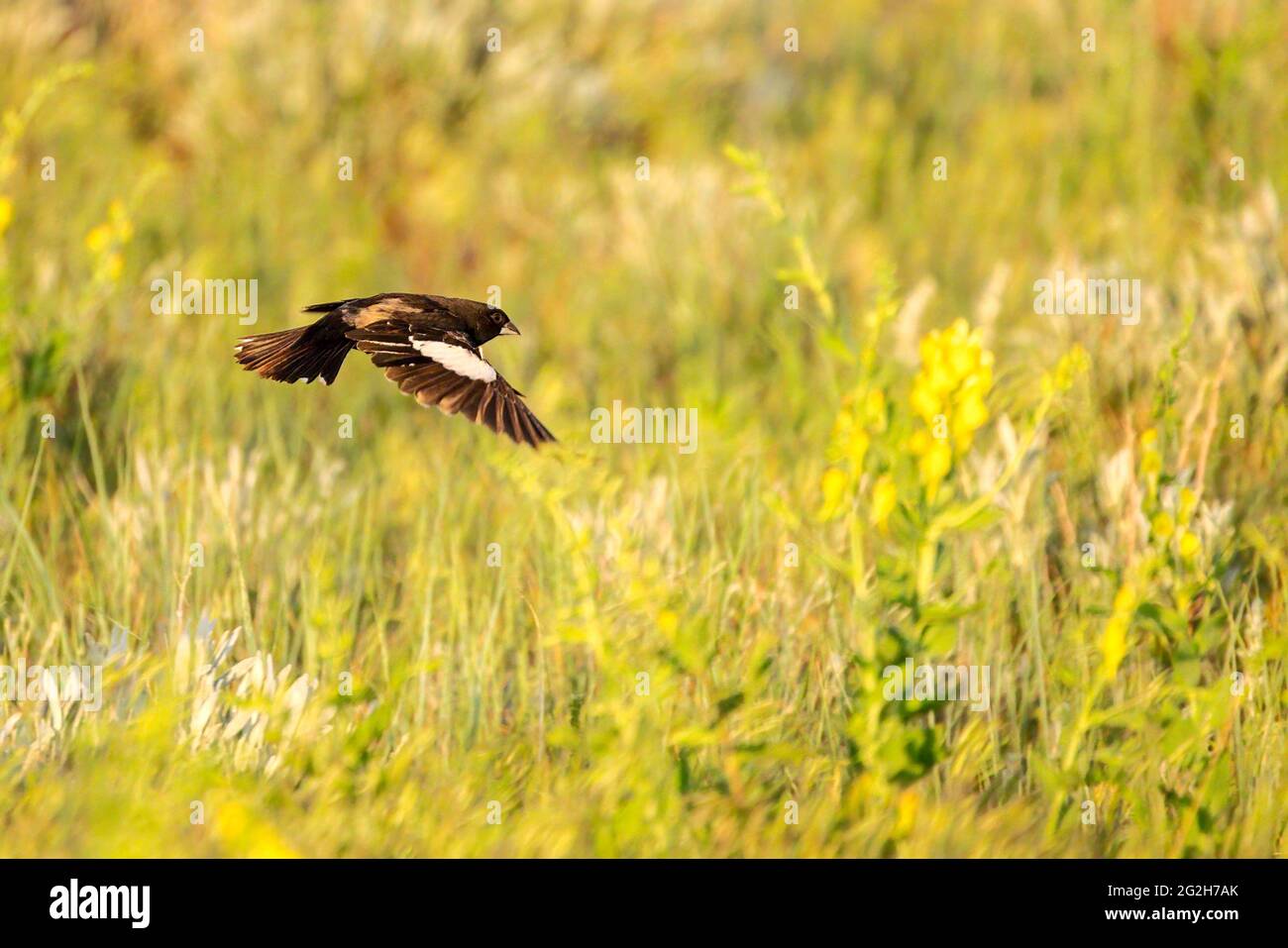 A lark bunting flies over the Wyoming prairie. Stock Photo