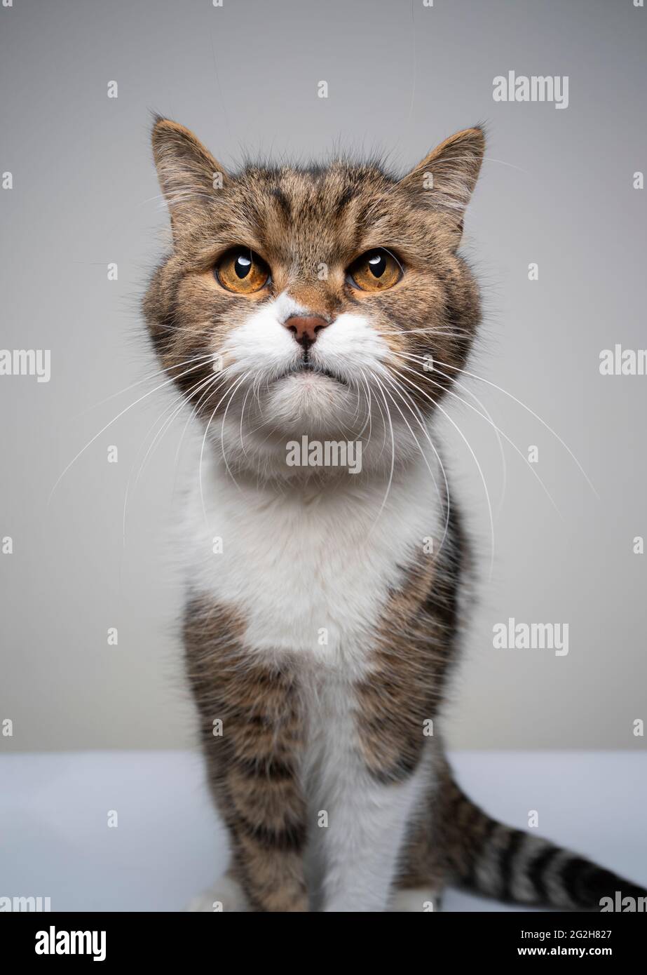 studio shot of a cute tabby white british shorthair cat sitting looking ...